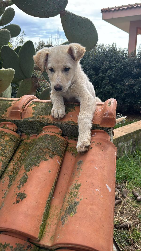 Norah meravigliosa cucciola cerca casa  Foto 5